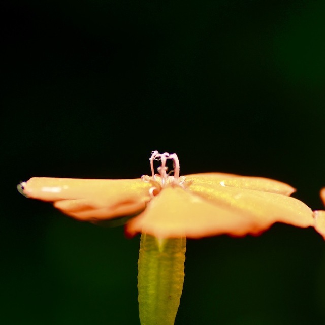 夜がらす山荘長多喜 夏の野草 中庭の萩の藪の中、オレンジ色の夏の花フシグロセンノウ。