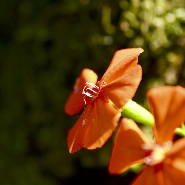 夜がらす山荘長多喜 夏の野草 中庭の萩の藪の中、オレンジ色の夏の花フシグロセンノウ。