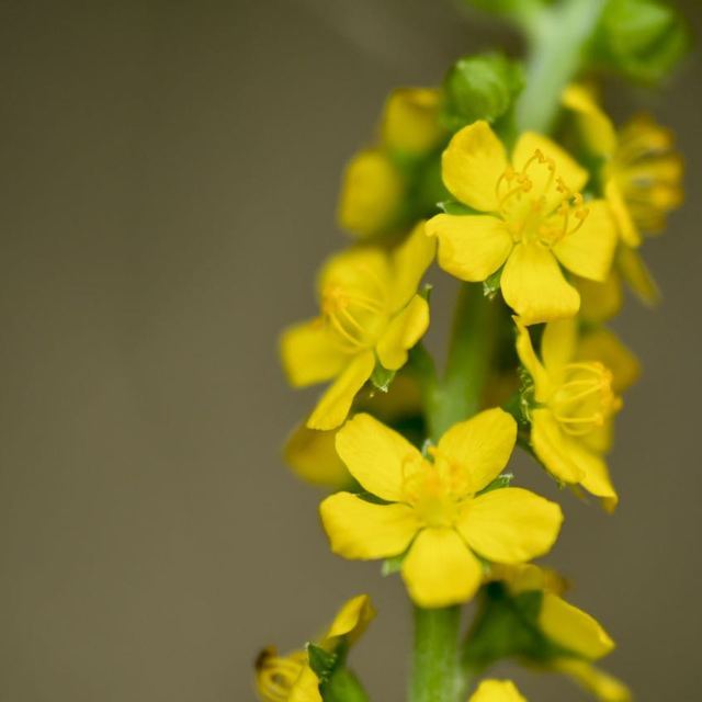 キンミズヒキは漢字で金水引、夏から秋にかけて黄色い花が総状に咲く。