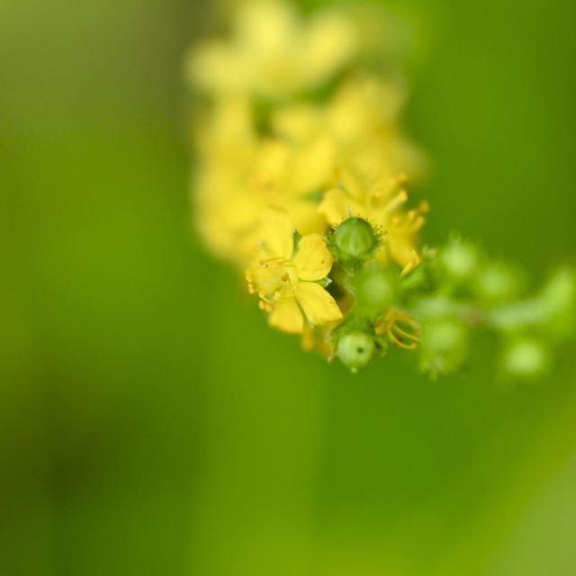 キンミズヒキは漢字で金水引、夏から秋にかけて黄色い花が総状に咲く。