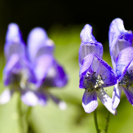 妖艶なコバルトブルーの花満開‼︎