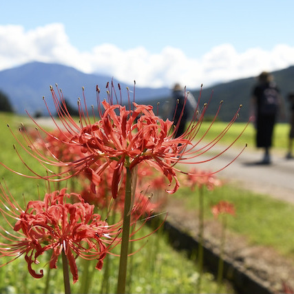 恵那山と彼岸花、そばの花は今週末から。