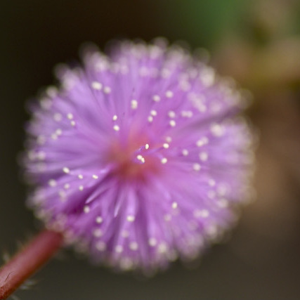 爽かピンクのオジギソウの花