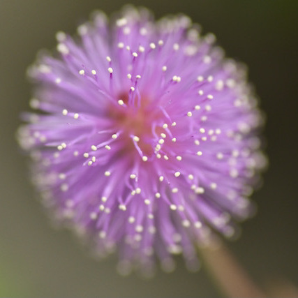 爽かピンクのオジギソウの花
