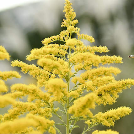 この美しい黄色い花はセイタカアワダチソウ、