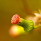 恵那山麓の野草 ベニハナボロギクは漢字で紅花襤褸菊