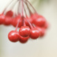 万両の赤い実は縁起が良いとお正月のお飾りに人気があります。