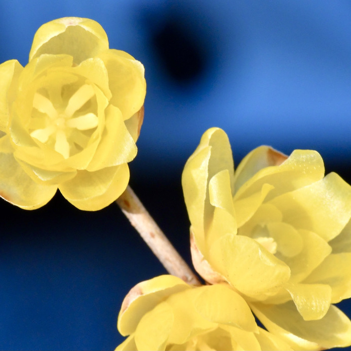 ロウバイは漢字で蝋梅、薄黄色の早春の香りの妖精。