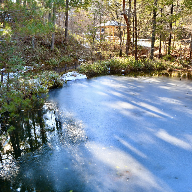 光刺すコウホネ池の氷