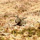 中津川の野鳥 地上のヒヨドリ、