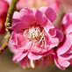 春の花咲く 鮮やかピンクのグラデーションはヤエコウバイ(八重紅梅)