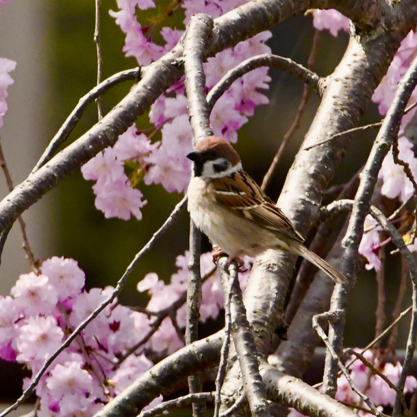 中津川の野鳥、桜と雀。