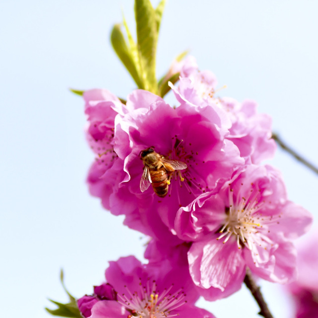 桃の花とミツバチ、中津川市桃山公園。