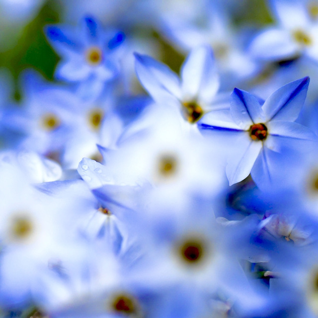 青白きハナニラ、花韮は別名がベツレヘムの星、