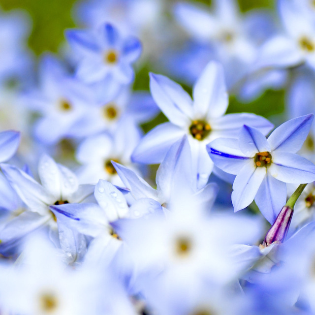 青白きハナニラ、花韮は別名がベツレヘムの星、