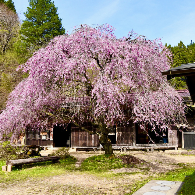 中山道馬籠峠の下、一石栃立て場茶屋の有名な枝垂れ桜が今週末に満開に咲く。