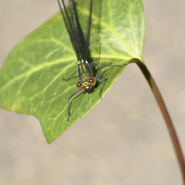 中津川の昆虫 イトトンボ (糸蜻蛉)
