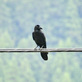 中津川の野鳥 電線上のハシブトカラス