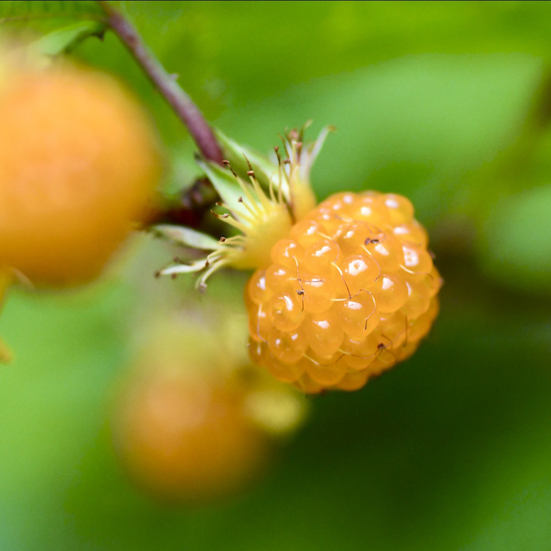 中津川の草花 モミジイチゴ