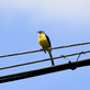 中津川の野鳥 キセキレイ 黄鶺鴒