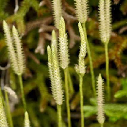 中津川の野草 ヒカゲノカズラは化石植物