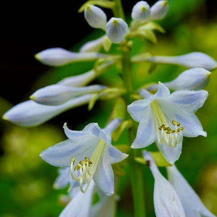 中津川の野草 真っ白な花のオオバギボウシ
