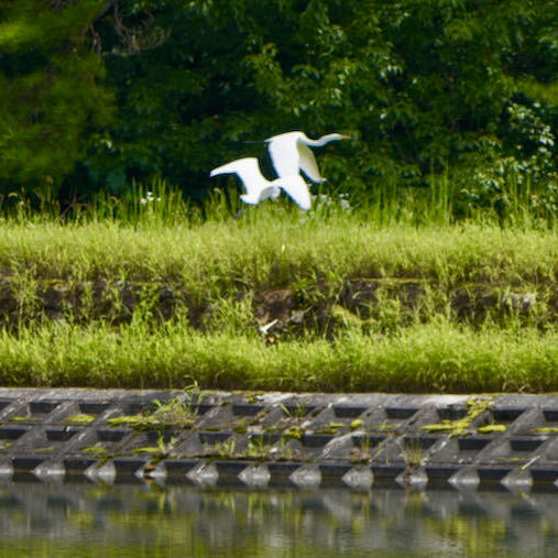 中津川の野鳥 華麗なるダイサギの飛行