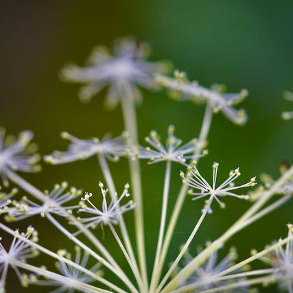 中津川の野草 シラネセンキュウの華麗な花