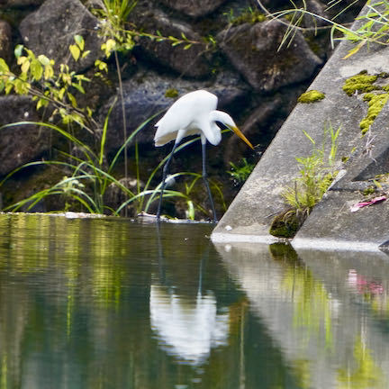 中津川の野鳥 水面に写る姿が美しいダイサギ
