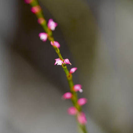 中津川の野草 ミズヒキの小粒で可愛らしい花が咲いている。