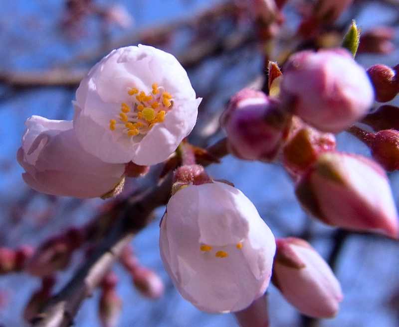 桜が咲き始めた、桃山大岩薬師。
