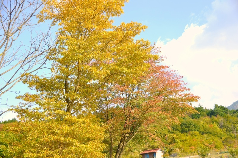 中津川マロンパークの紅葉