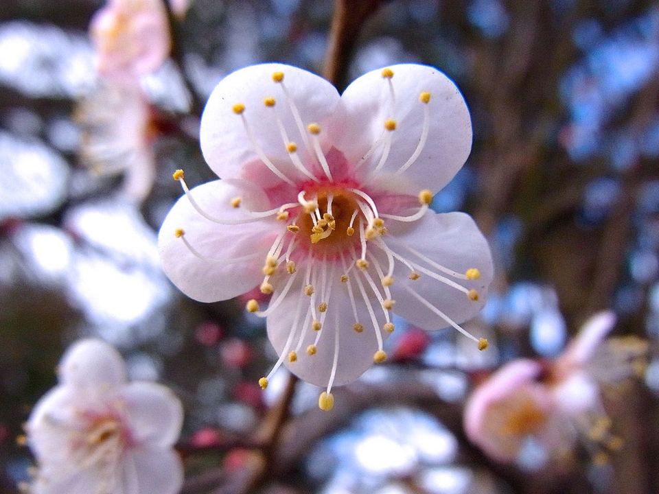 梅が咲き出した、十日えびすの中津川西宮神社境内にて。 border=
