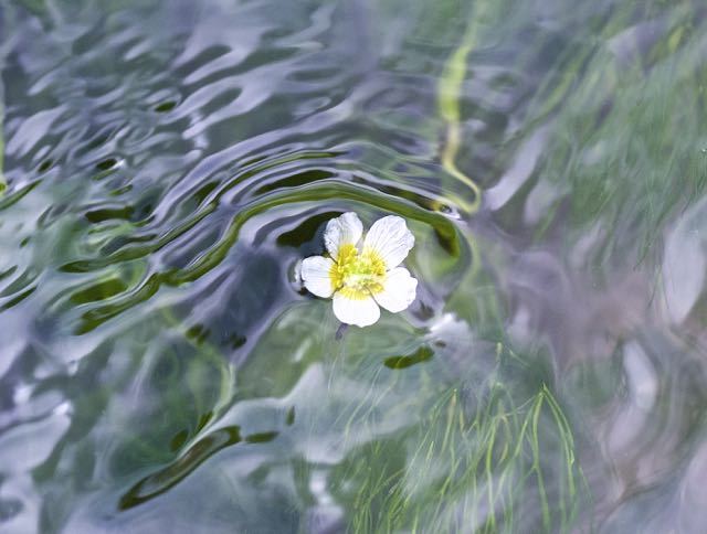 清流の妖精、バイカモ(梅花藻)は水中花。
