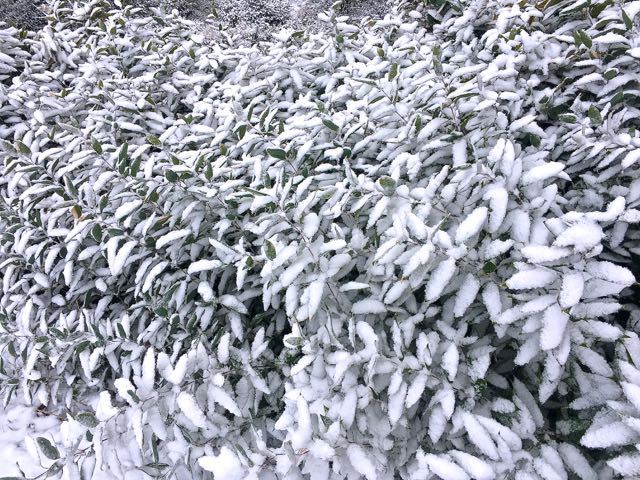 サラサラとささめ雪。