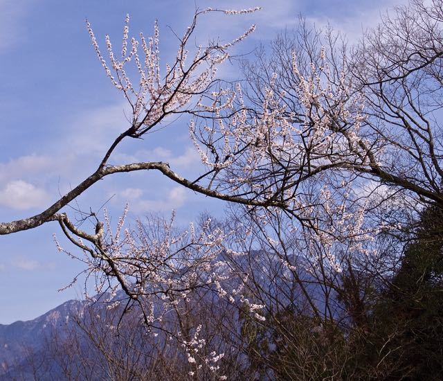 苗木城跡の桜が咲き出した. border=