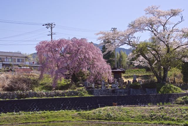 見事に満開、馬籠永昌寺の枝垂れ桜。