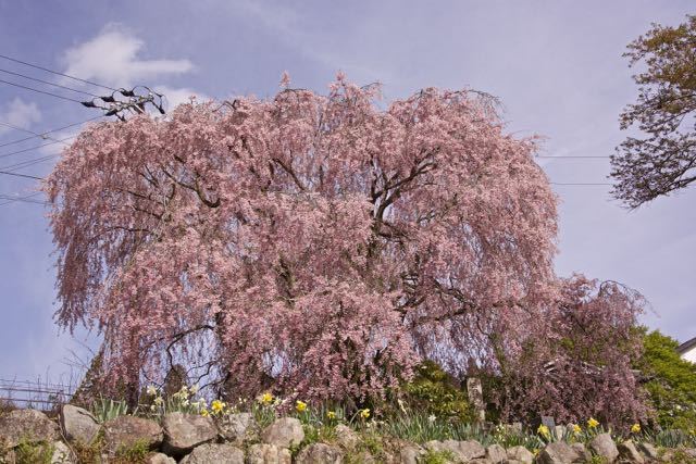 まだまだ満開、馬籠永昌寺の枝垂れ桜。