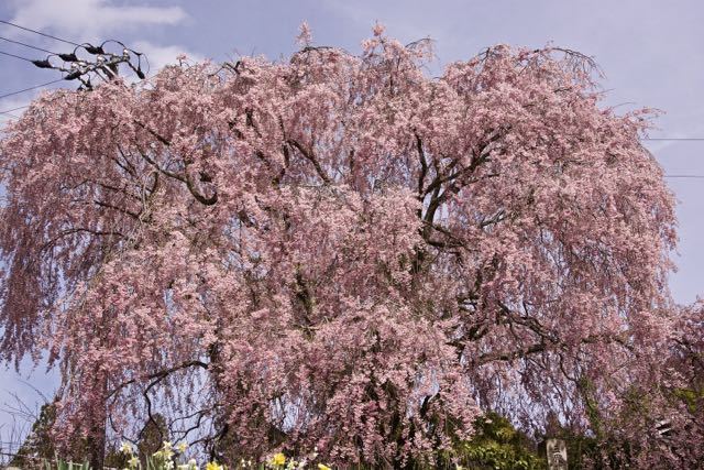 まだまだ満開、馬籠永昌寺の枝垂れ桜。