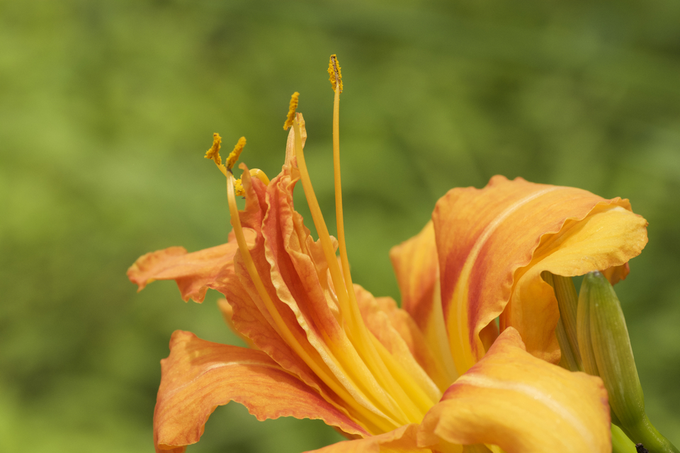 ヤブカンゾウは無茶苦茶な暴れ八重咲き、同じ花姿はありません。