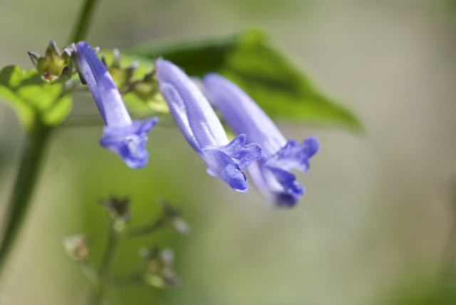 木陰に咲く細長い紫色の妖精、セキヤノアキチョウジ。 border=