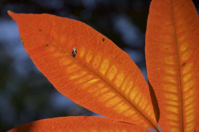 超鮮やかオレンジ色、ハゼノキ紅葉。
