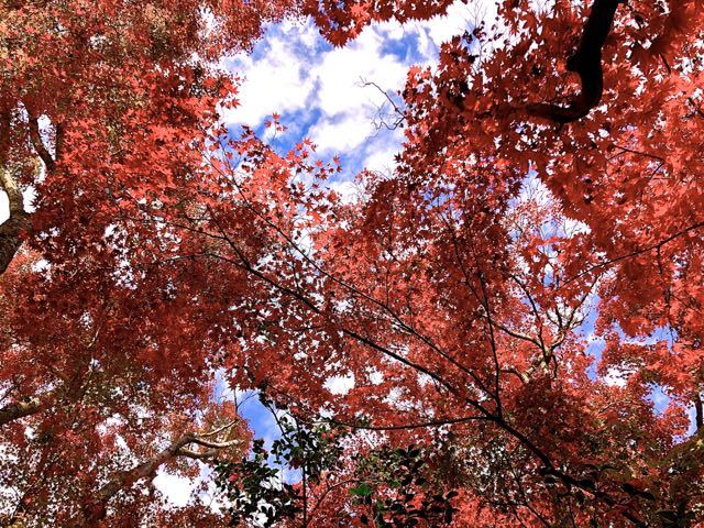 まさに錦秋、夜がらす山荘 長多喜の紅葉。