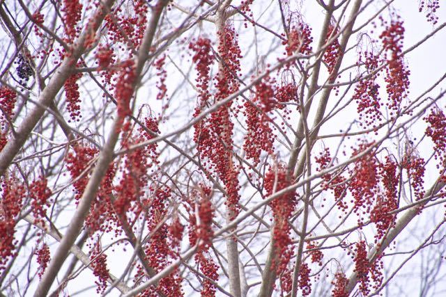 冬空を真っ赤に彩る付知峡のイイギリの実。