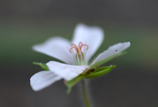 ゲンノショウコの白花。