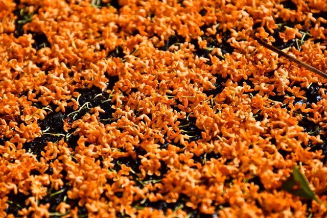 キンモクセイの花の絨毯。