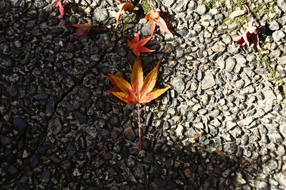 落ち葉の季節