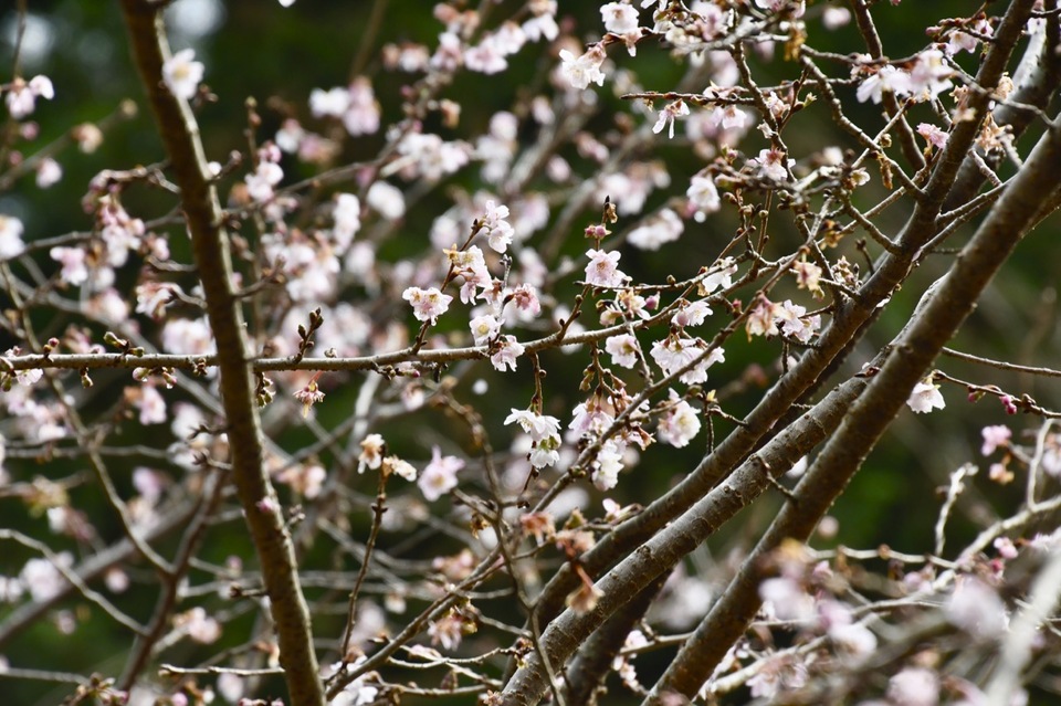 付知峡で冬桜が満開‼︎