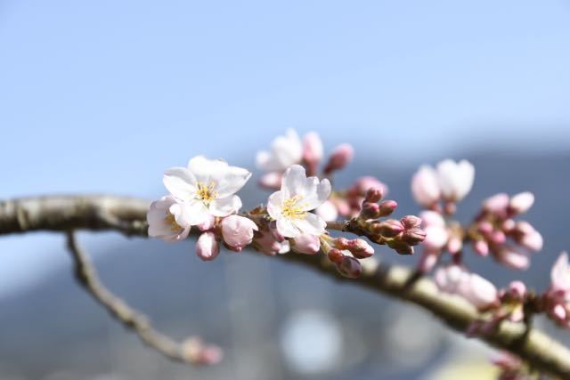 桜が咲いた、桃山お薬師さん。