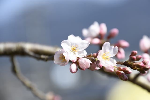 桜が咲いた、桃山お薬師さん。